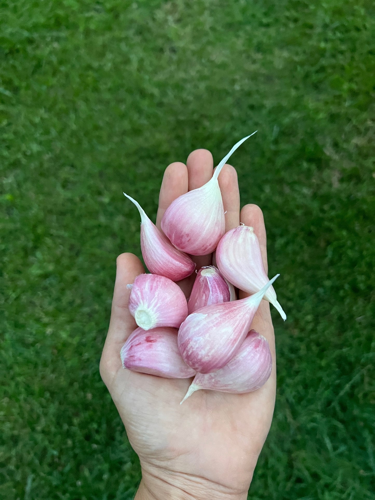 **PRE-ORDER** GERMAN EXTRA HARDY GARLIC SEED - 1 pound