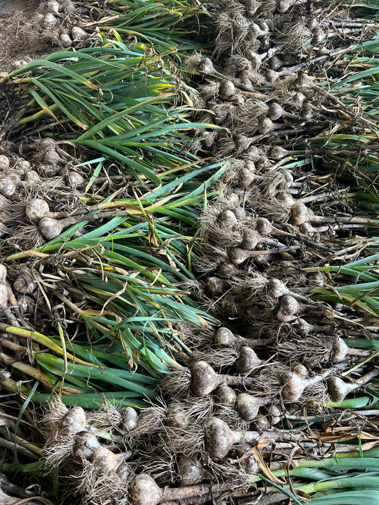 **PRE-ORDER** GERMAN EXTRA HARDY GARLIC SEED - 1 pound